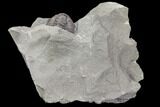 Wide Enrolled Flexicalymene Trilobite - Mt Orab, Ohio #85389-1